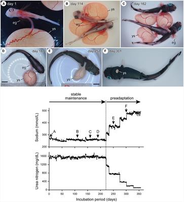 One-year extra-uterine life support for viviparous shark embryos: first technological application to mid-term embryos